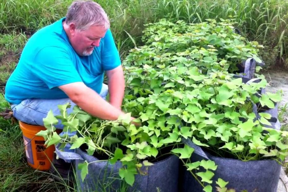 How to Plant Sweet Potatoes in Grow Bags