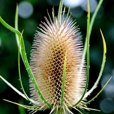 how to plant teasel seeds