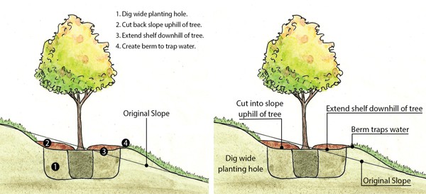 how to plant trees on a slope