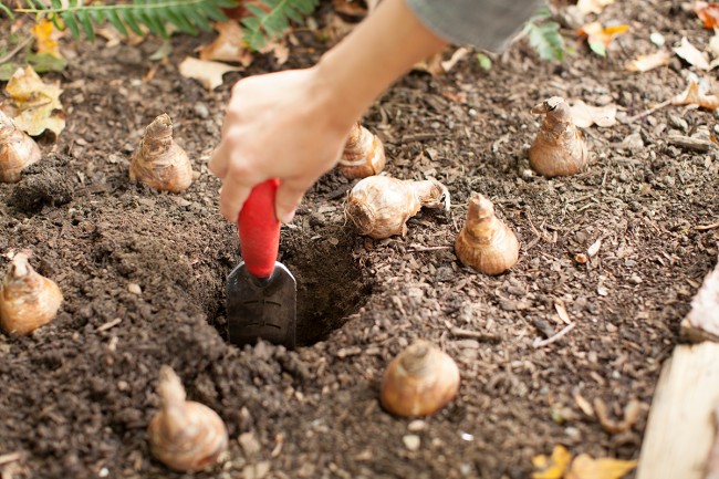 how to plant tulips in minnesota