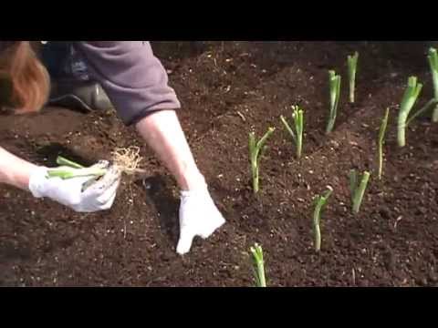 How to Plant Walla Walla Onions