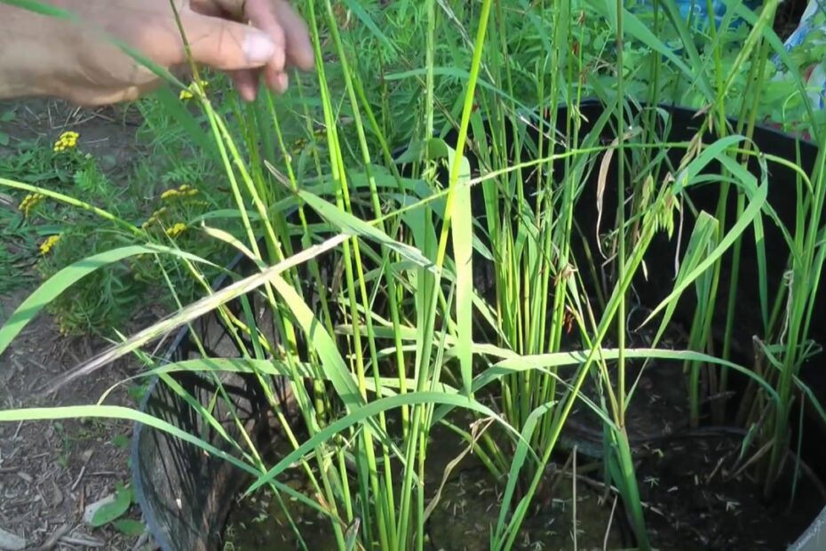 How to Plant Wild Rice