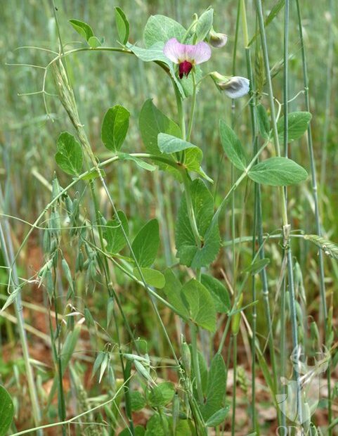 How to Plant Winter Peas for Deer