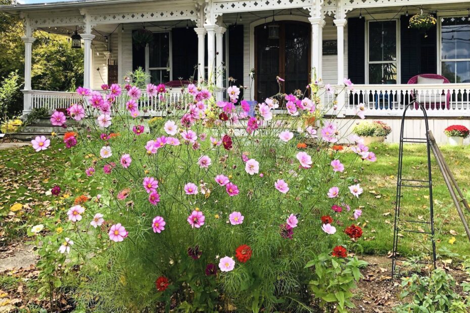 How to Plant Zinnias and Cosmos Together