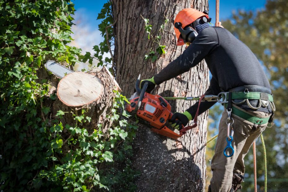 How to Prevent Termites After Cutting Down Tree