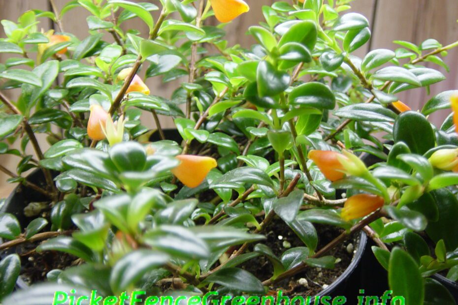 How to Propagate a Goldfish Plant