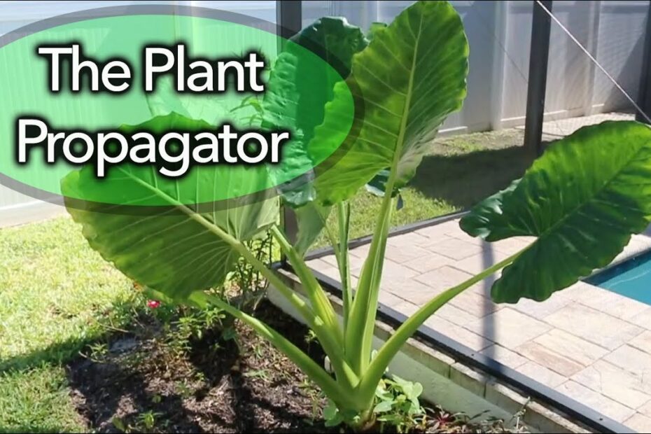 How to Propagate an Elephant Ear Plant