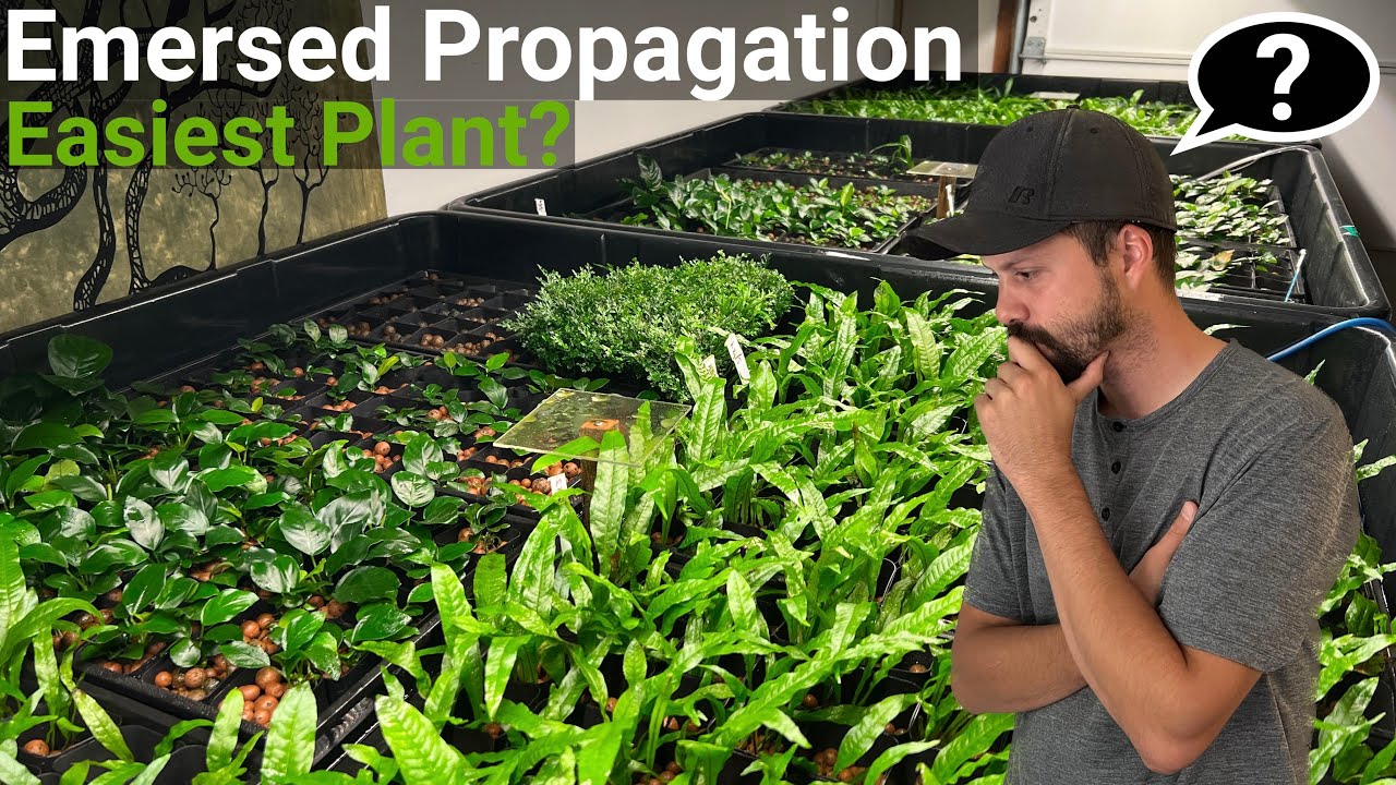 How to Propagate Aquarium Plants