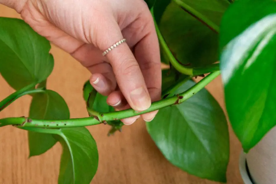 How to Propagate Hanging Plants