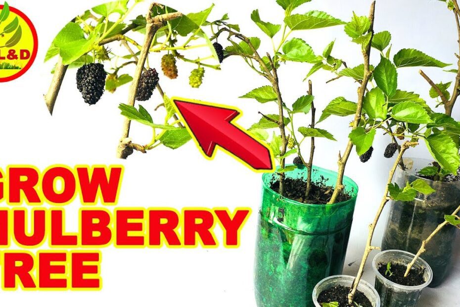 How to Propagate Mulberry Tree