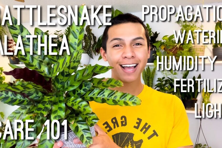 How to Propagate Rattlesnake Plant