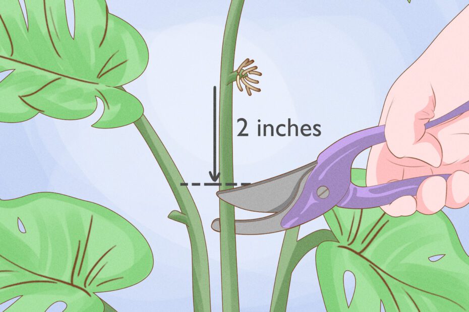 how to propogate a swiss cheese plant scaled