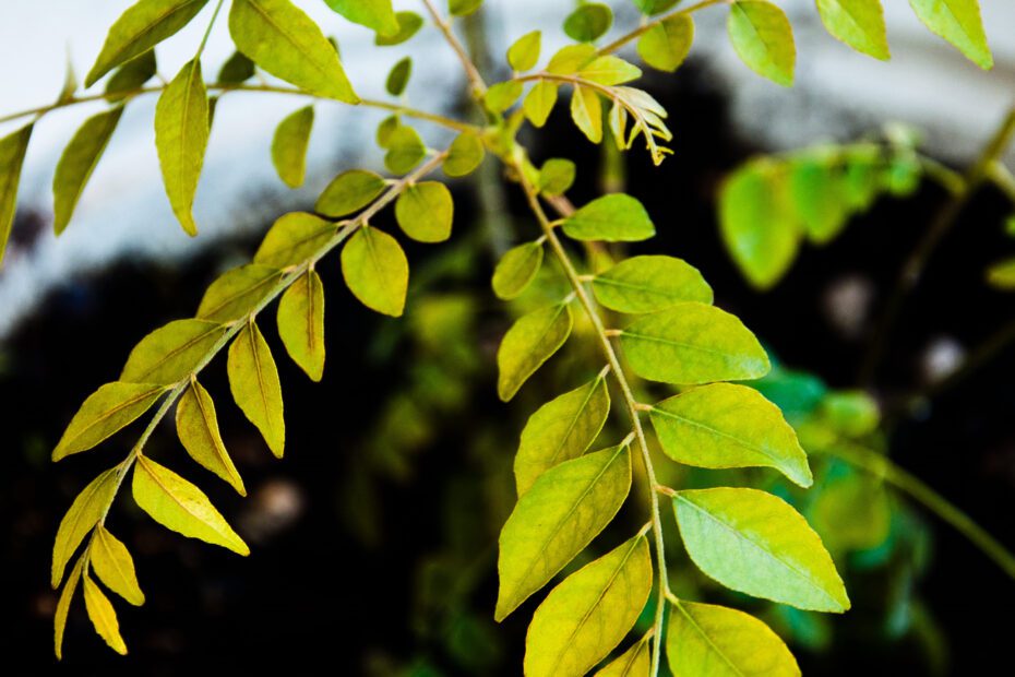 How to Protect Curry Leaf Plant in Winter