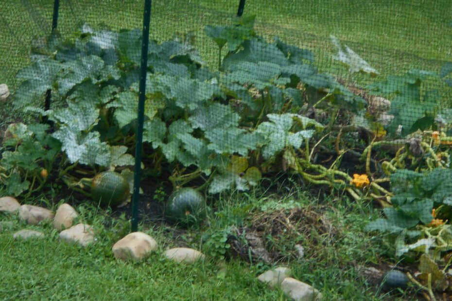 how to protect pumpkin plants from animals