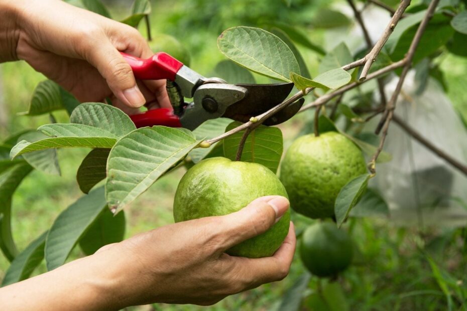 How to Prune a Guava Tree