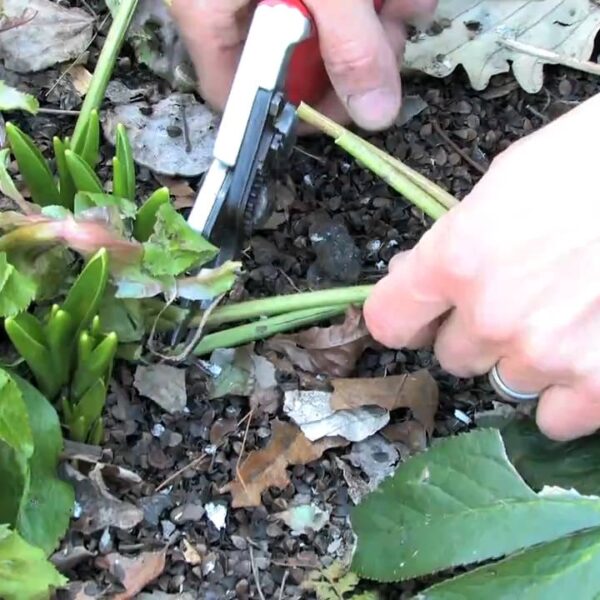 how to prune a hellebore
