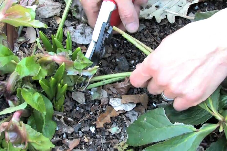 How to Prune a Hellebore