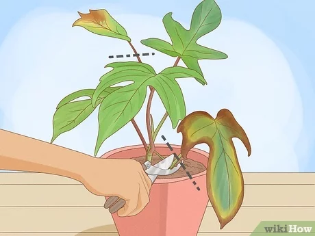 How to Prune a Large Philodendron