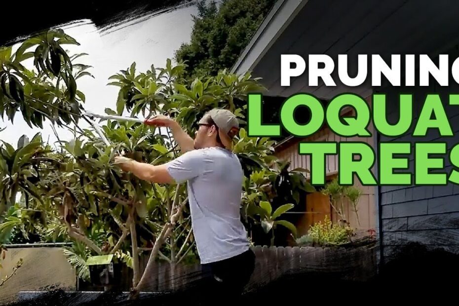 how to prune a loquat tree