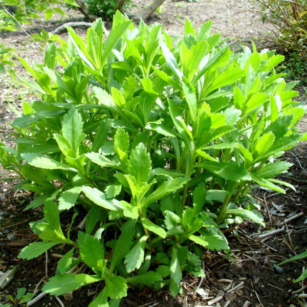 how to prune a montauk daisy scaled