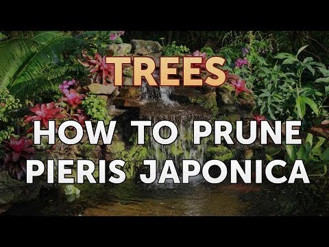 how to prune a pieris japonica