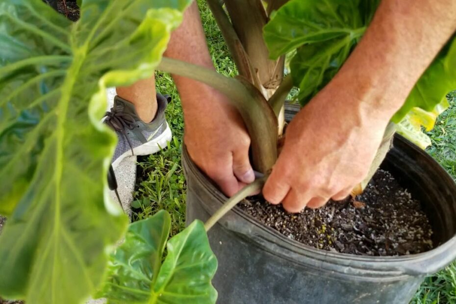 How to Prune Alocasia