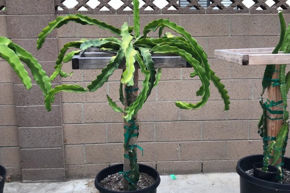 how to prune dragon fruit