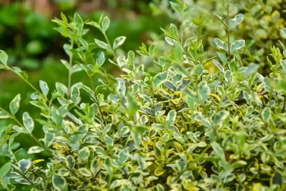 How to Prune Euonymus Fortunei Emerald Gaiety