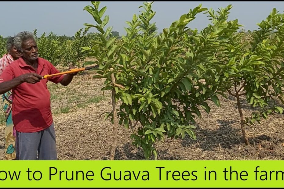 How to Prune Guava Tree