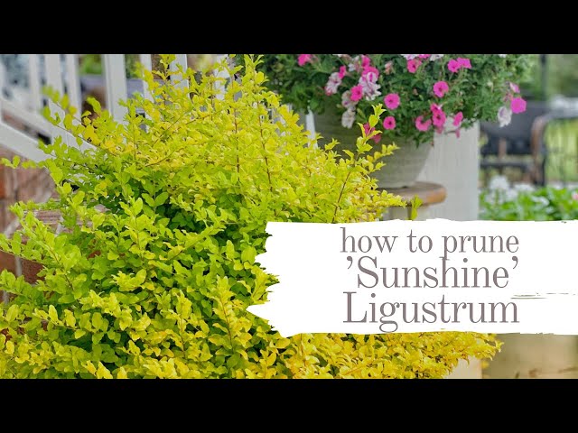 how to prune ligustrum