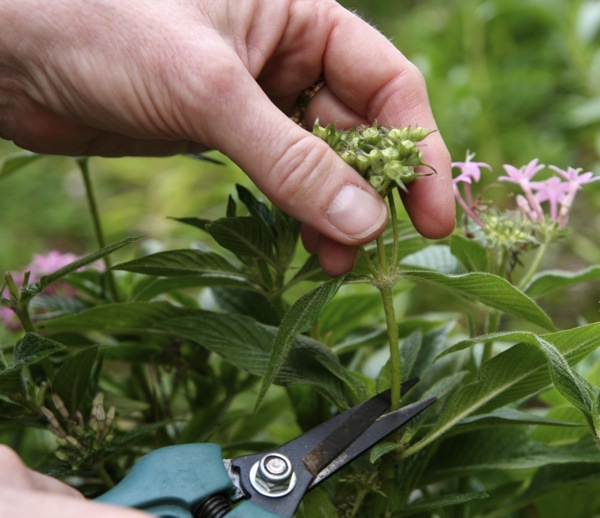 How to Prune Pentas