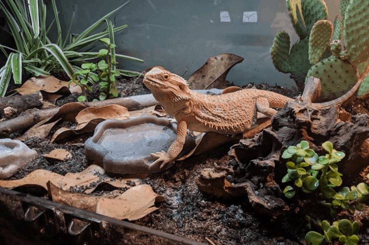 How to Put Live Plants in Bearded Dragon Tank