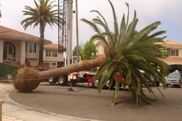 How to Remove a Palm Tree Without Killing it