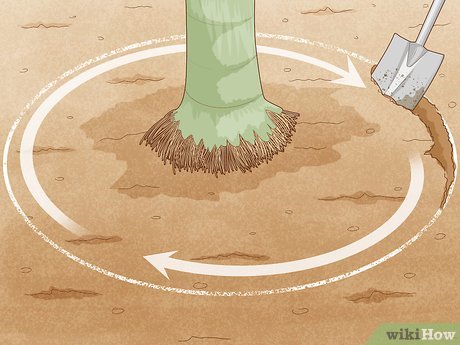 how to remove a palm tree