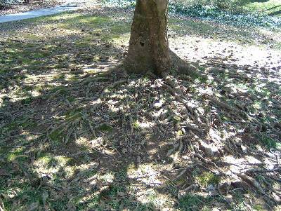 how to remove magnolia tree roots