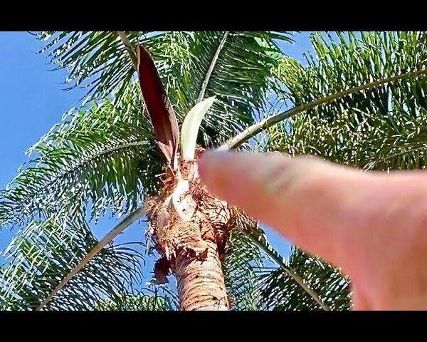 how to remove seed pods from palm trees