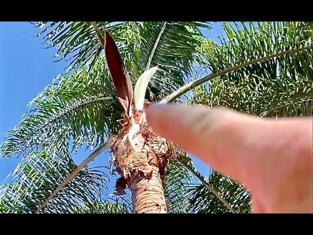 how to remove seed pods from palm trees