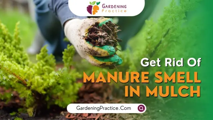 How to Remove Smell from Mulch