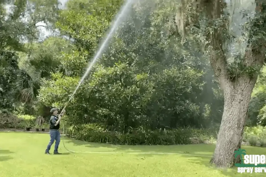 how-to-remove-spanish-moss-from-trees-up-gardening