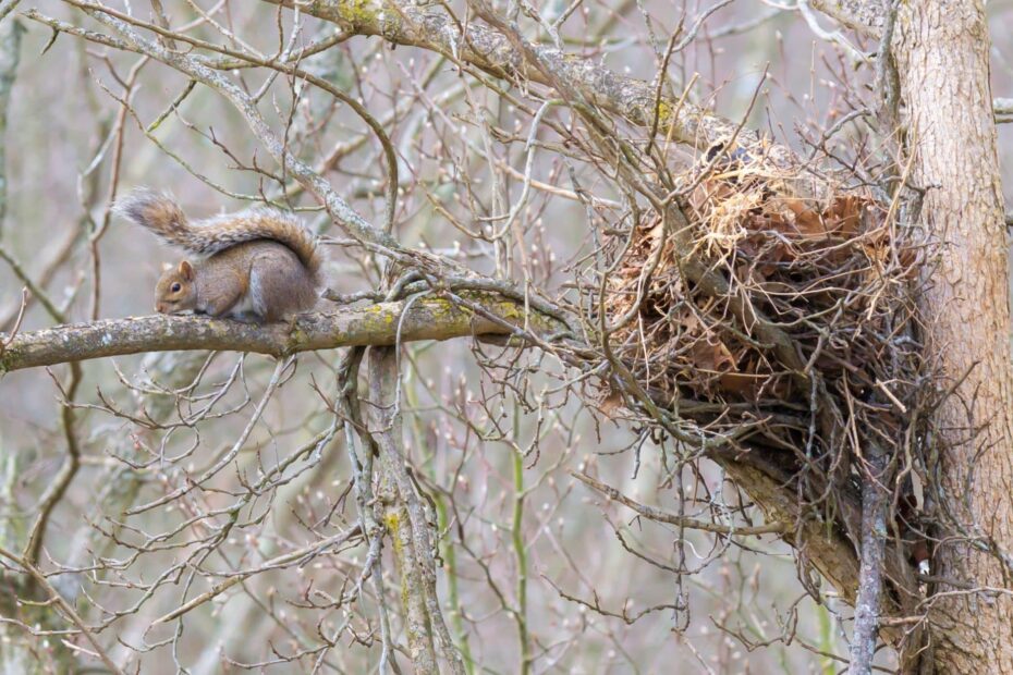 How to Remove Squirrel Nest from Tree