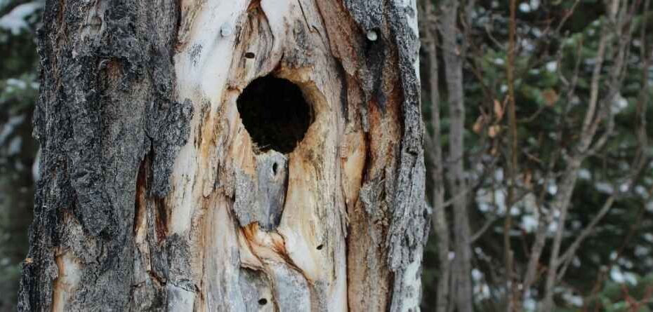 How to Repair a Rotten Hole in a Tree