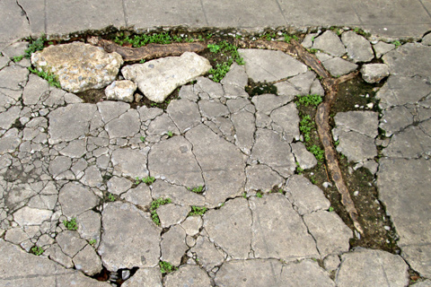 how to repair concrete driveway damaged by tree roots