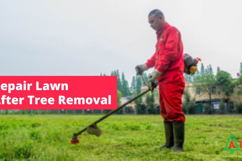 How to Repair Lawn After Tree Removal