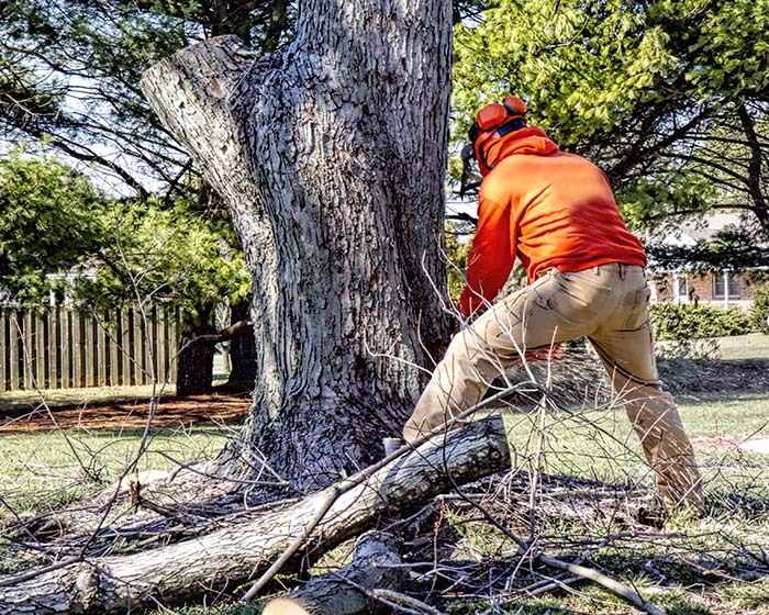 how to replace a dead tree