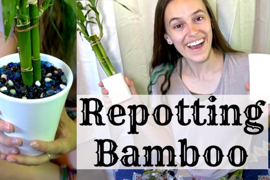 how to replant a bamboo plant in rocks