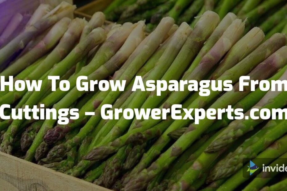 How to Replant Asparagus from Cuttings