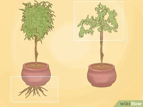 how to repot a ficus tree