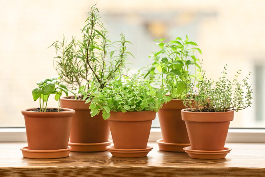 How to Repot Herbs