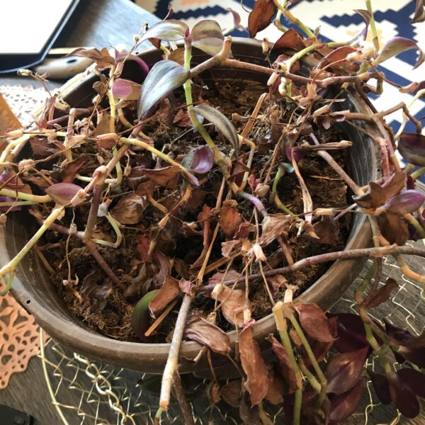 how to revive a dying wandering jew plant scaled