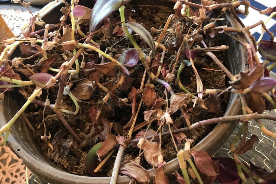 how to revive a dying wandering jew plant scaled